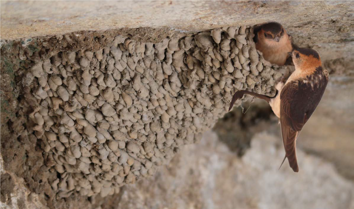 Appel à bénévoles pour le suivi Hirondelle Rousseline